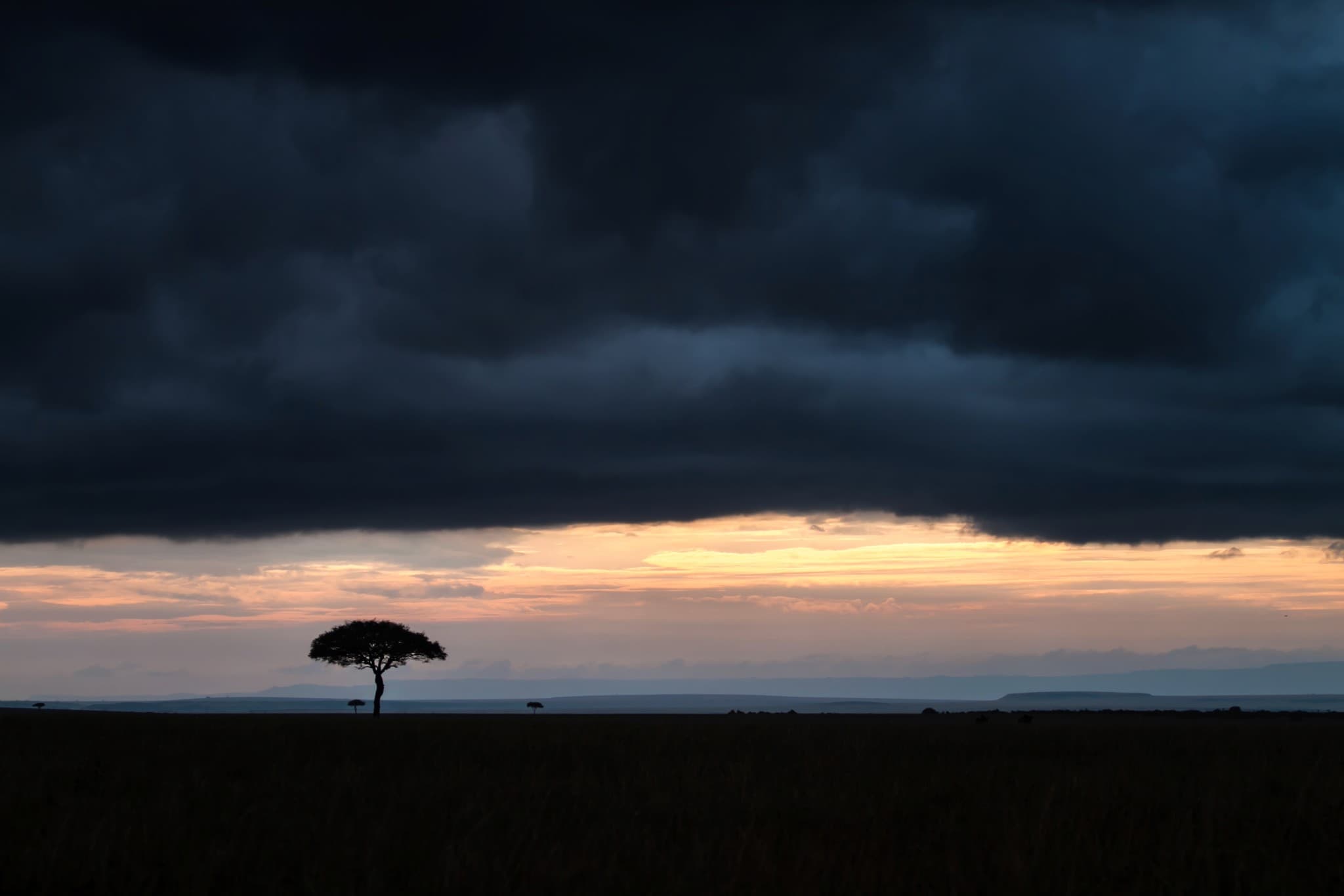 Acacia tree in Masai Mara
